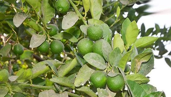 رحلة الشفا